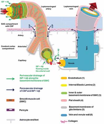 Frontiers The Paravascular Pathway For Brain Waste Clearance Current